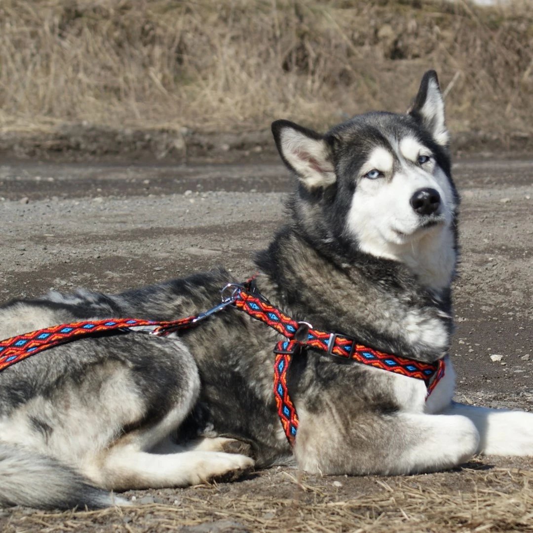 Leckë qeni DINGO Winnetou e kuqe, e rregullueshme 2x120-220 cm