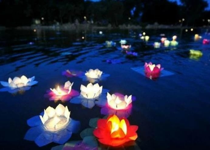 Dritë lule uji Himarry, e bardhë