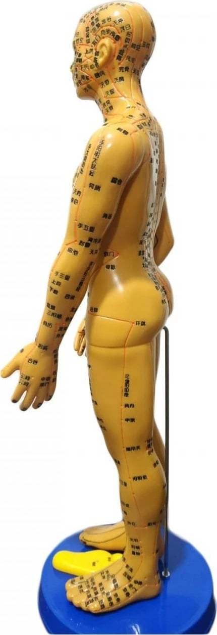 Model njeriu për akupunkturë Himmary, 50 cm