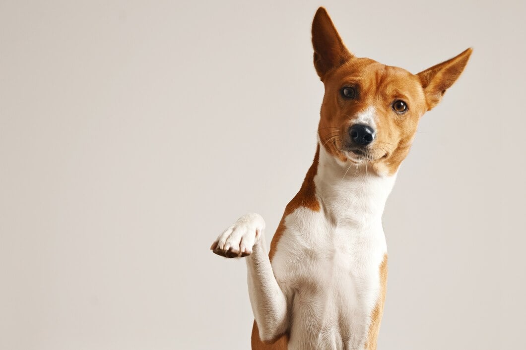 friendly-smart-basenji-dog-giving-his-paw-close-up-isolated-white_346278-1626